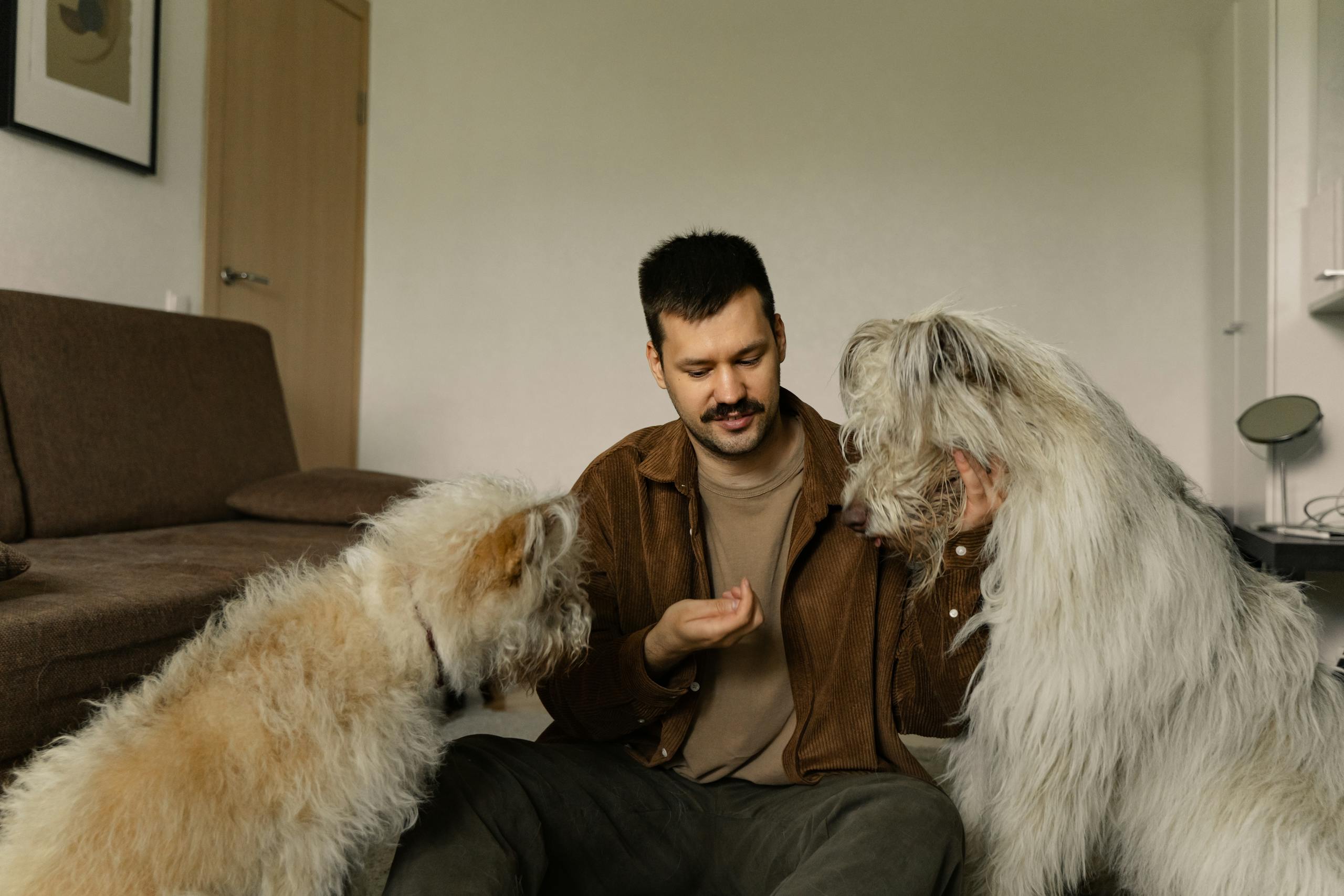 A man sits with two fluffy dogs, interacting and feeding them indoors.