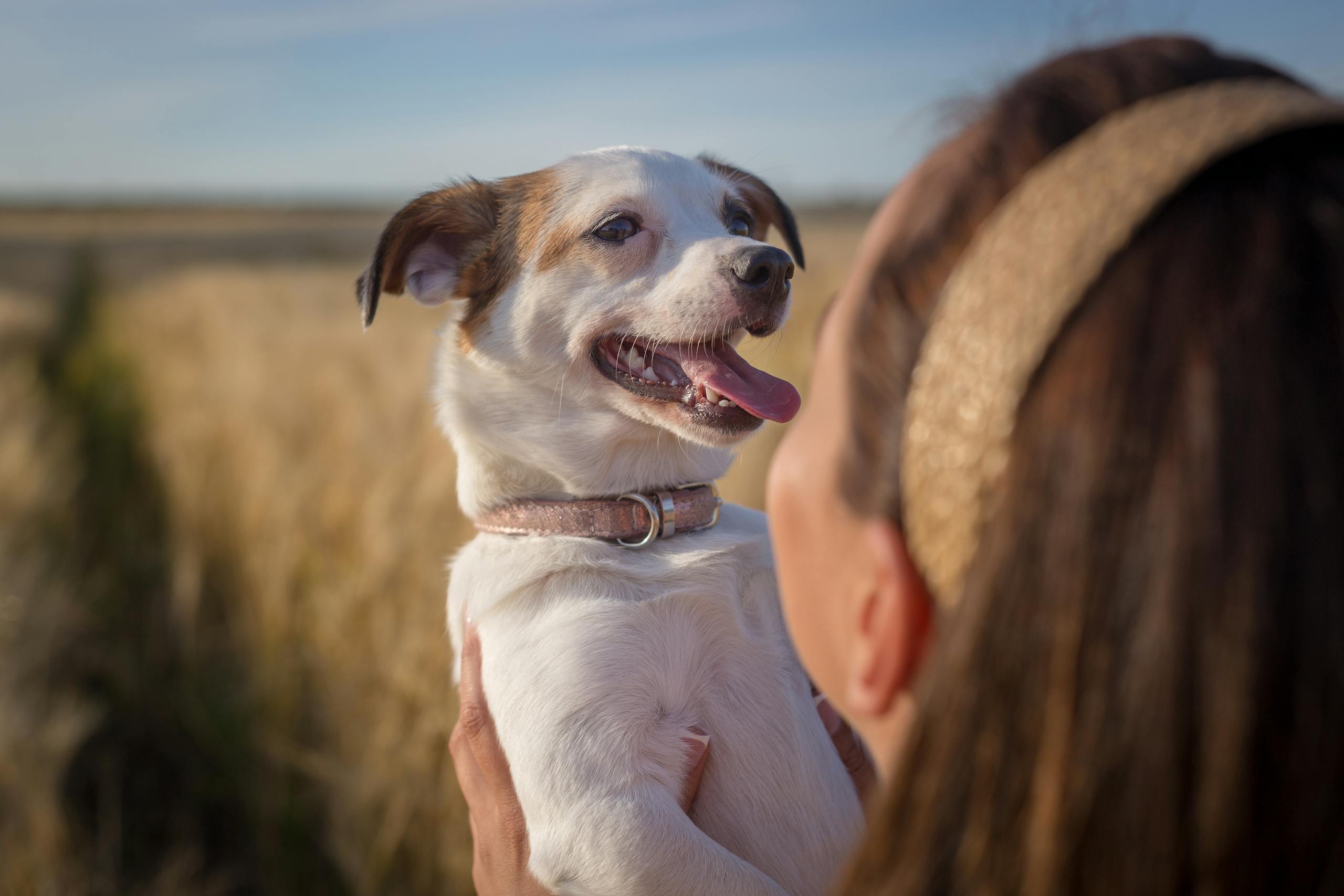 A woman lovingly holds her happy dog in a sunny outdoor field.