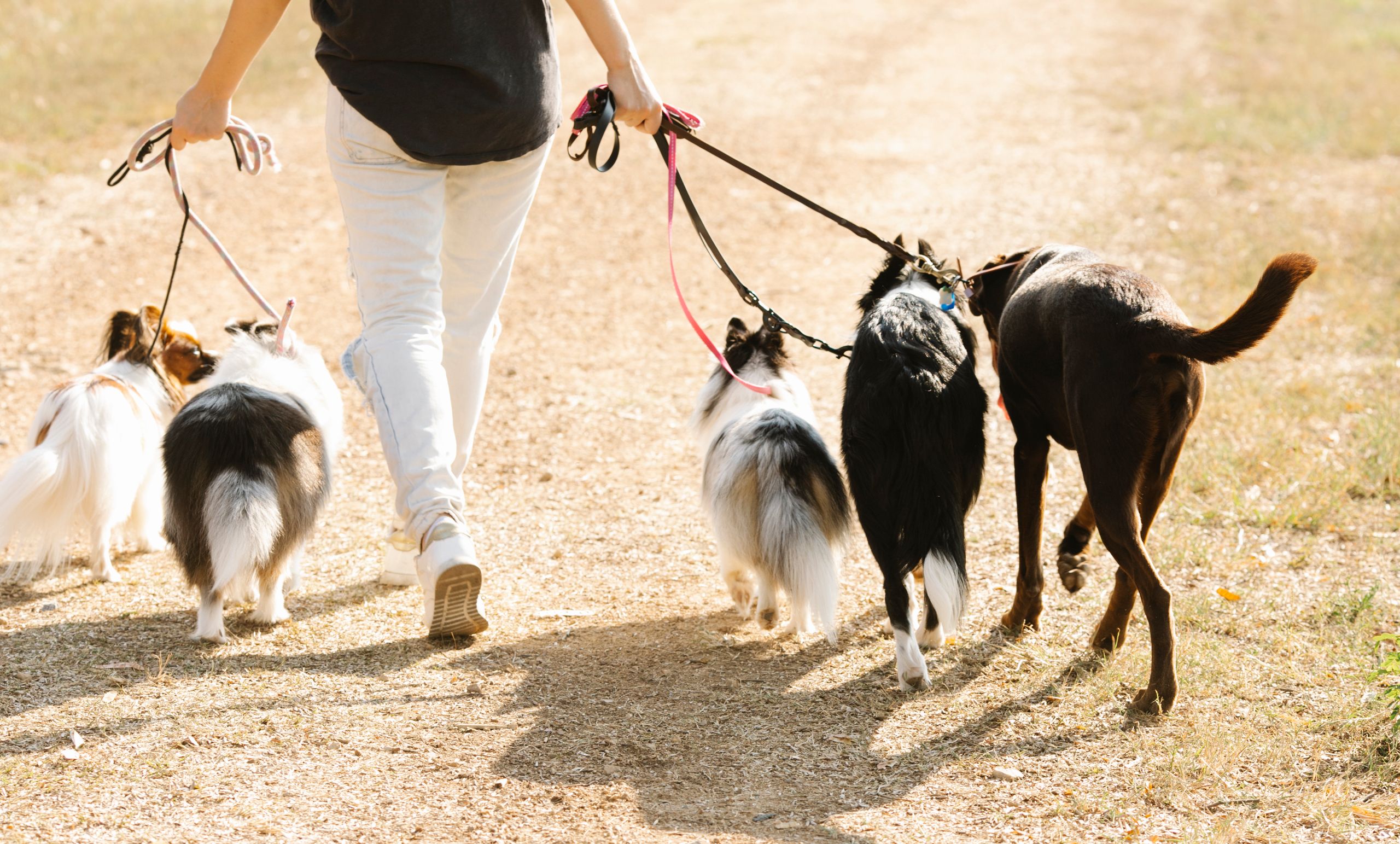 Back view of crop unrecognizable female strolling on rural road with pack of dogs on leashes in countryside on summer day