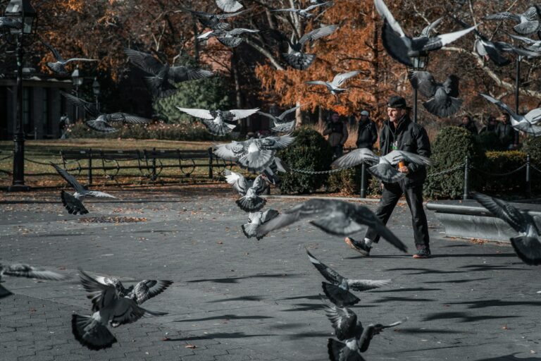 Man feeding pigeons in a park
