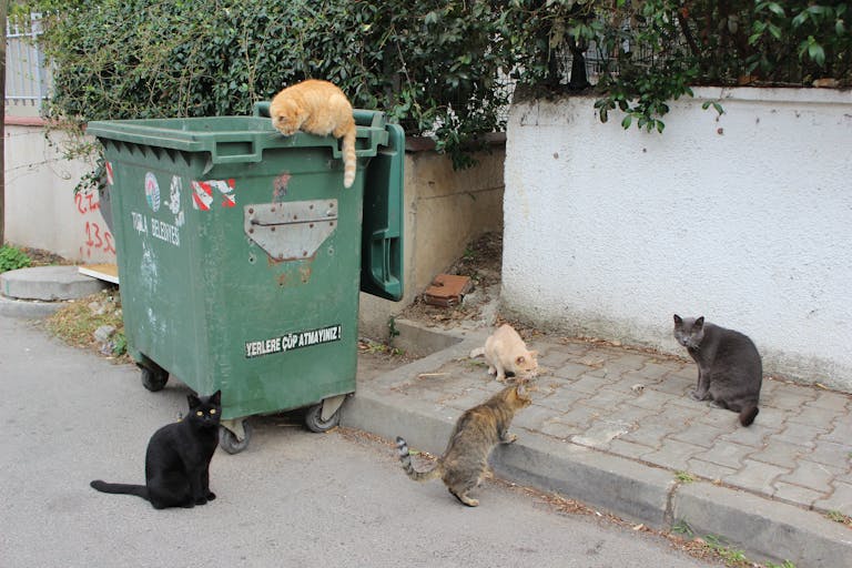 Five stray cats gather near a green dumpster in an urban setting.