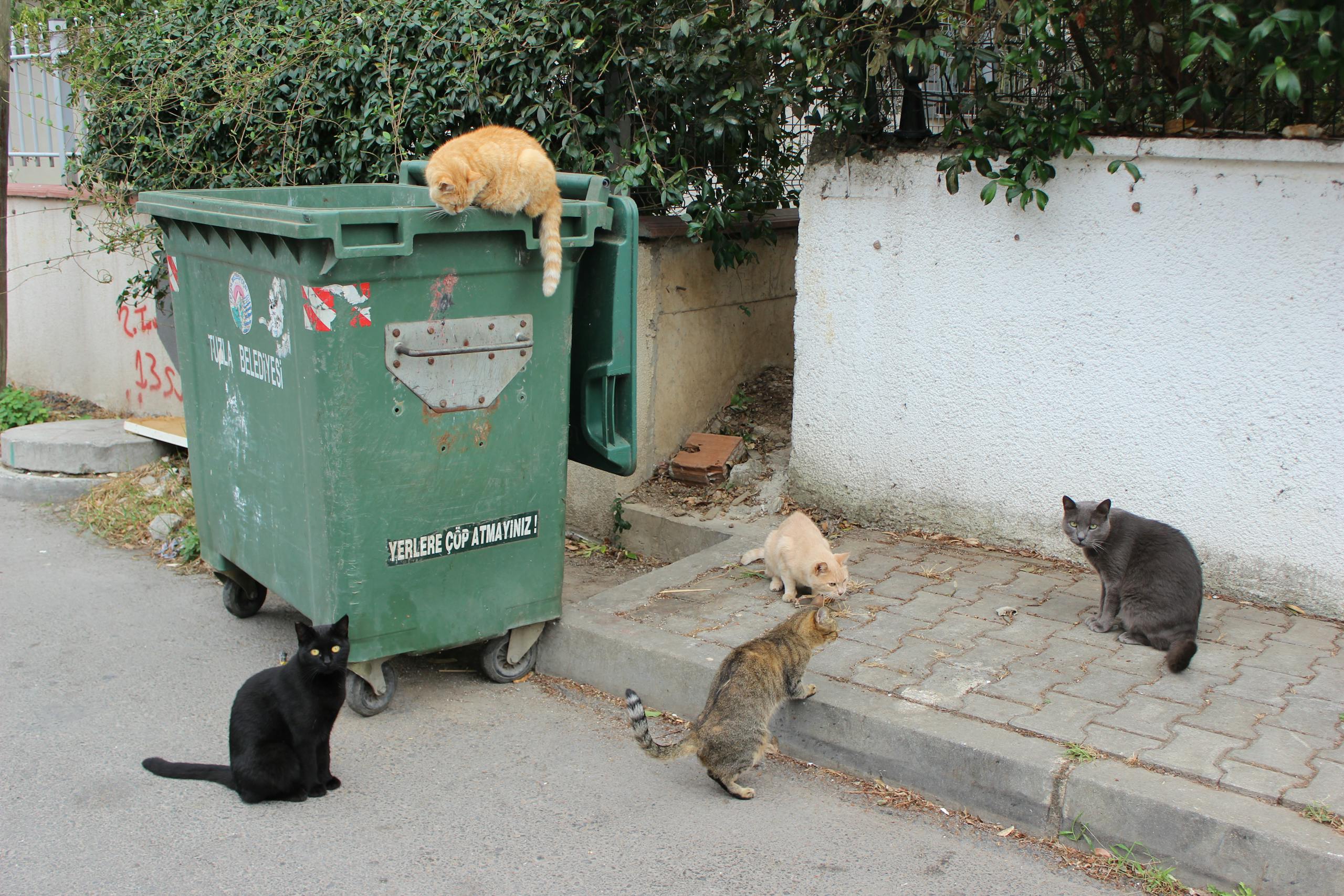 Five stray cats gather near a green dumpster in an urban setting.