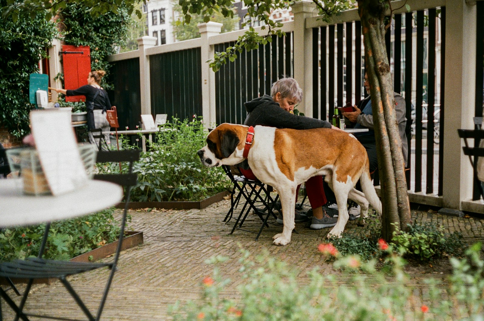 a man sitting at a table with a dog on his back