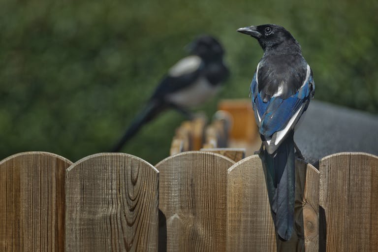 Two Eurasian magpies perched on a wooden fence in a lush outdoor setting, showcasing their distinctive plumage.