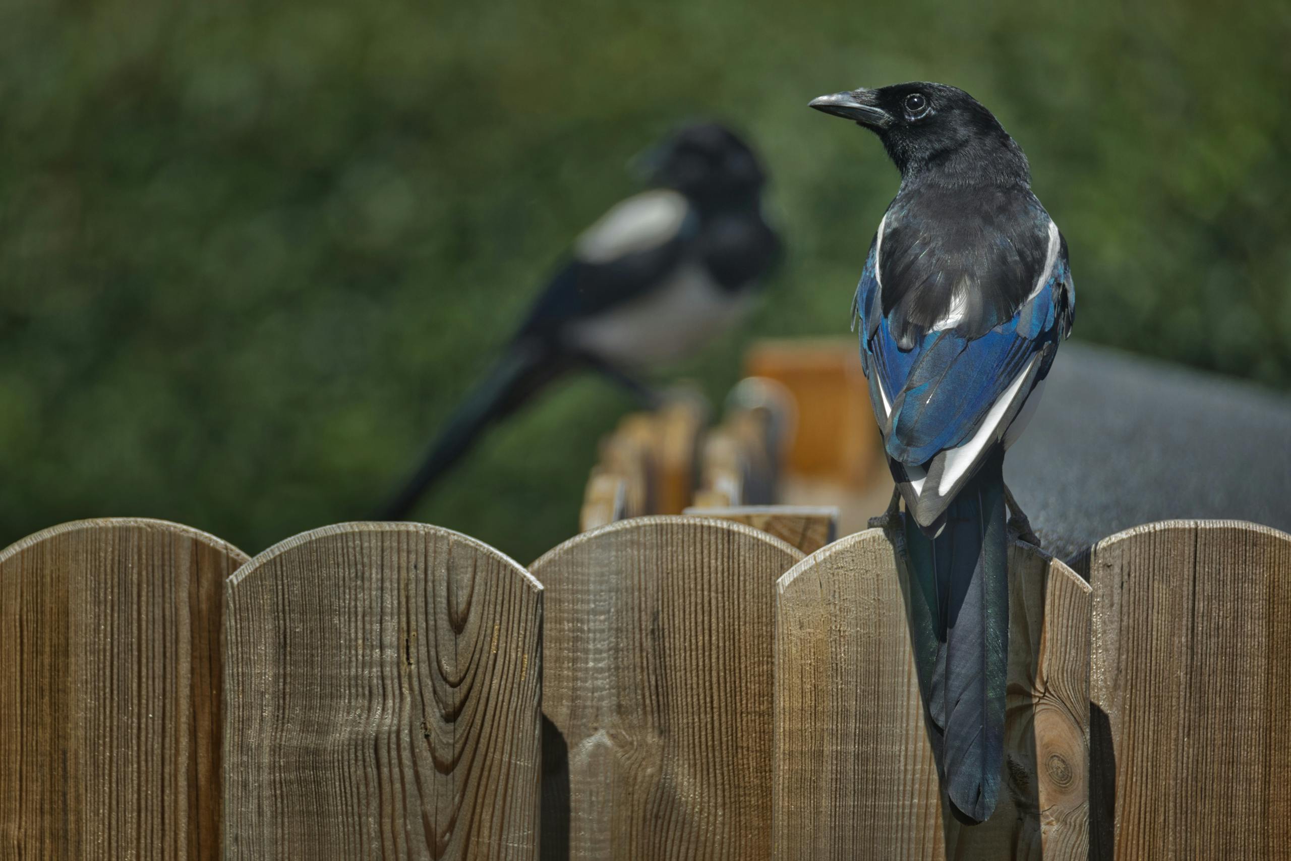Two Eurasian magpies perched on a wooden fence in a lush outdoor setting, showcasing their distinctive plumage.