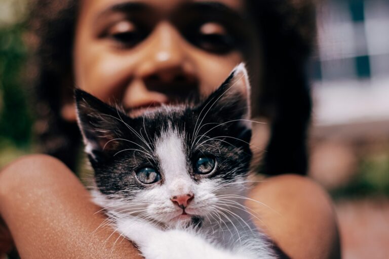 black and white cat on persons lap