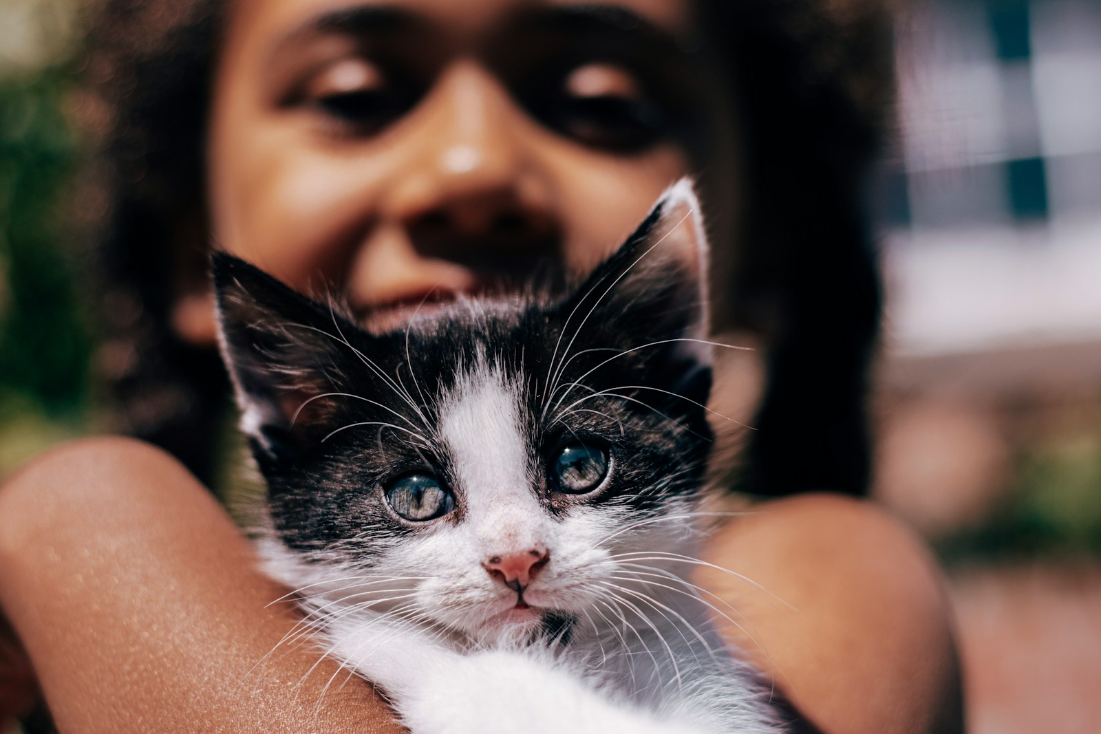 black and white cat on persons lap