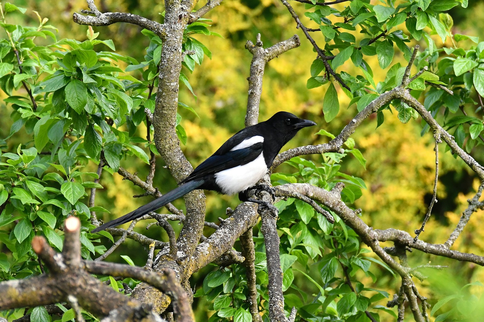 A black and white magpie perched on a tree branch.