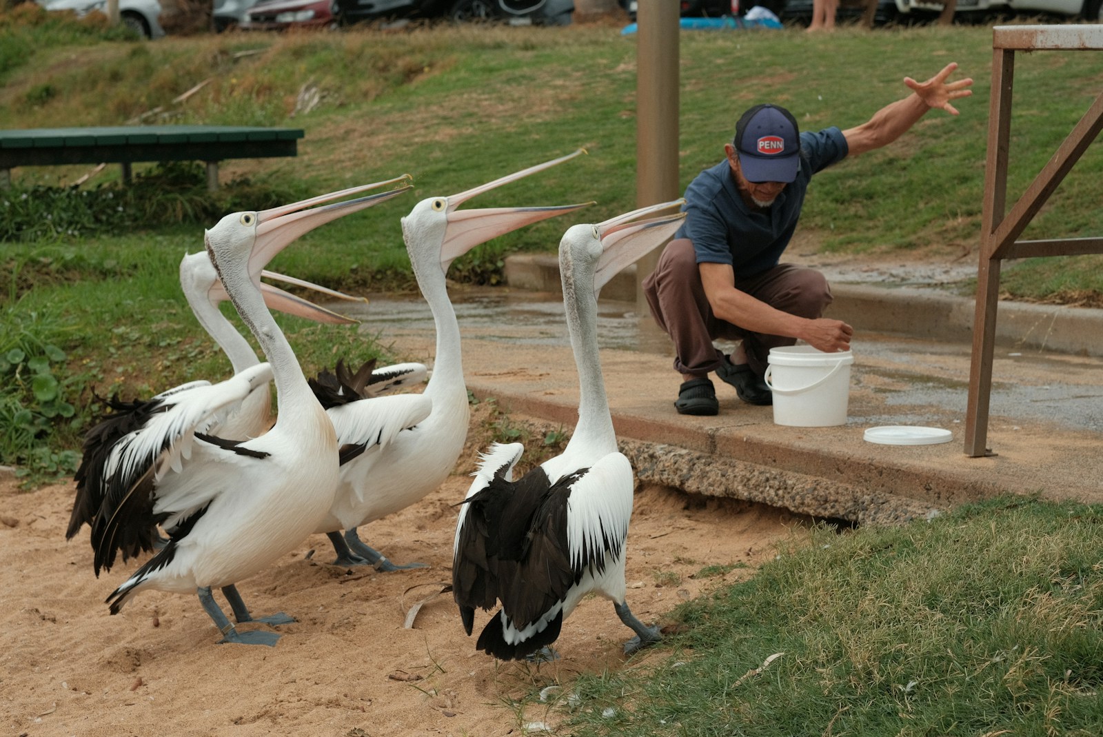 A man is feeding some birds on the side of the road