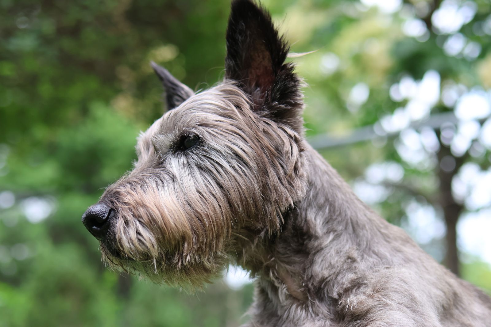 Charming portrait of a Cairn Terrier dog outdoors, surrounded by spring greenery.