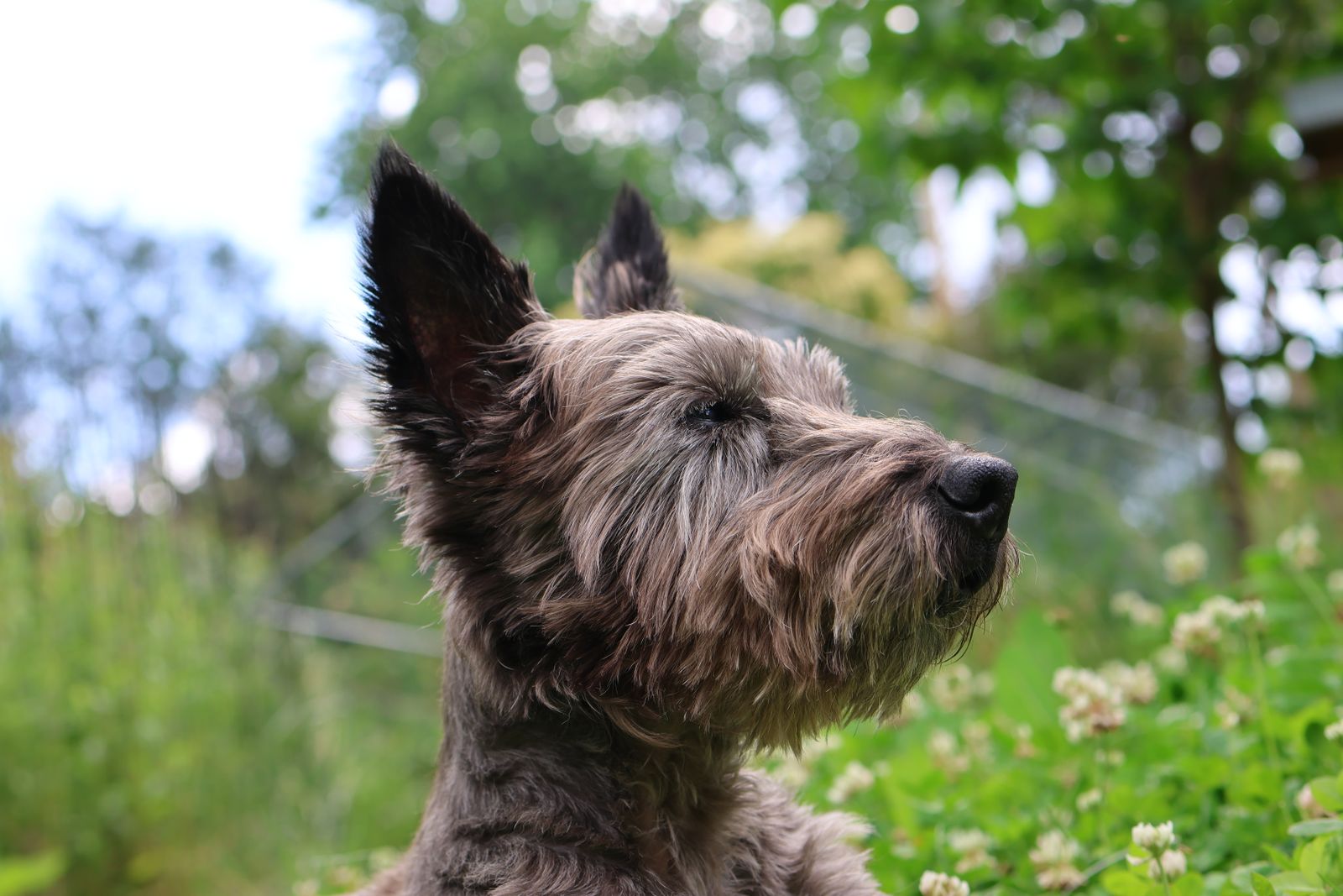 Cairn Terrier dog portrait amidst lush green grass and blooming clovers in spring garden.