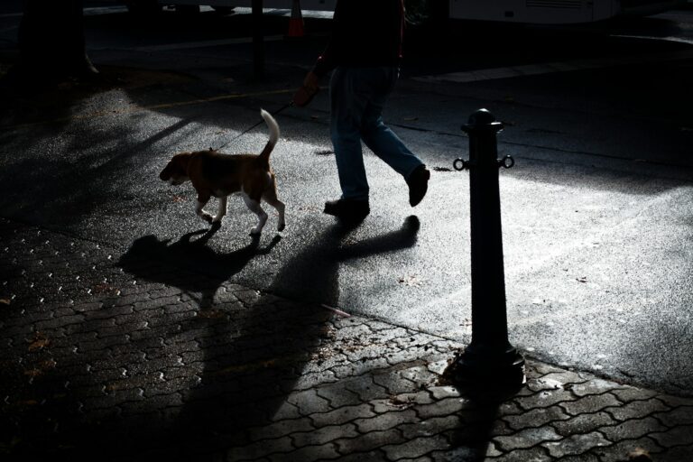 person walking with dog