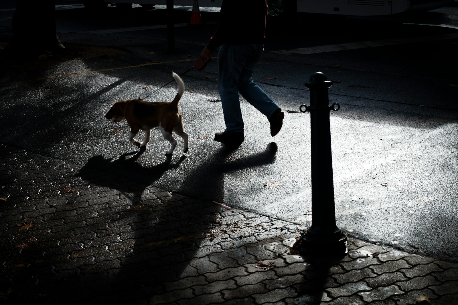 person walking with dog