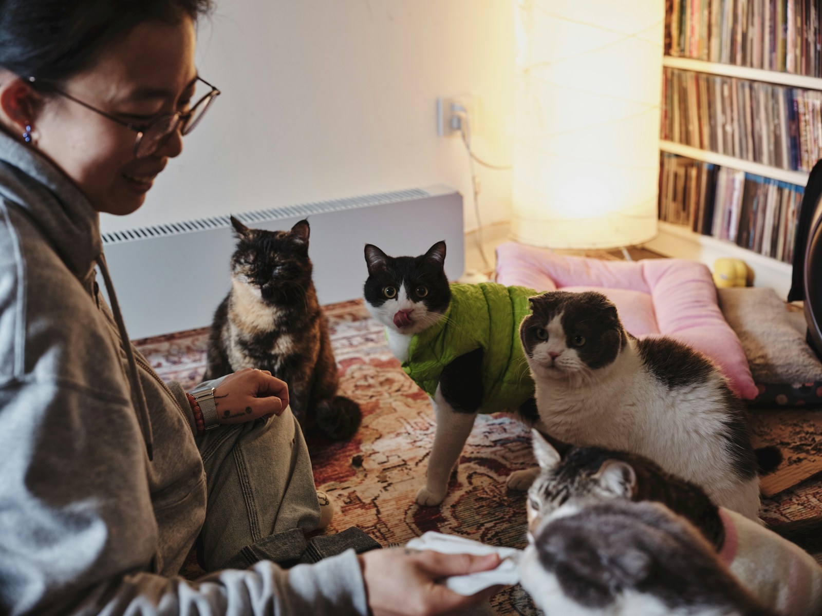 A person with four cats in a room