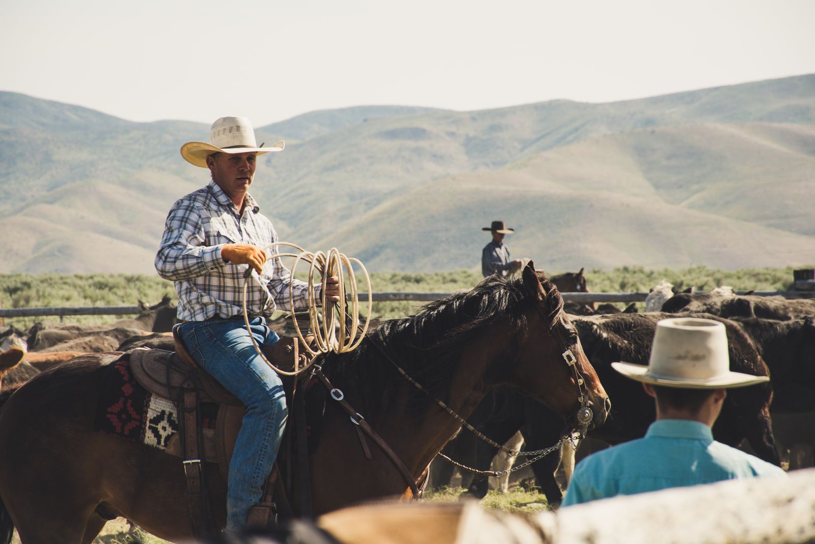 A cowboy in a hat rides a horse while herding cattle in a rural landscape.
