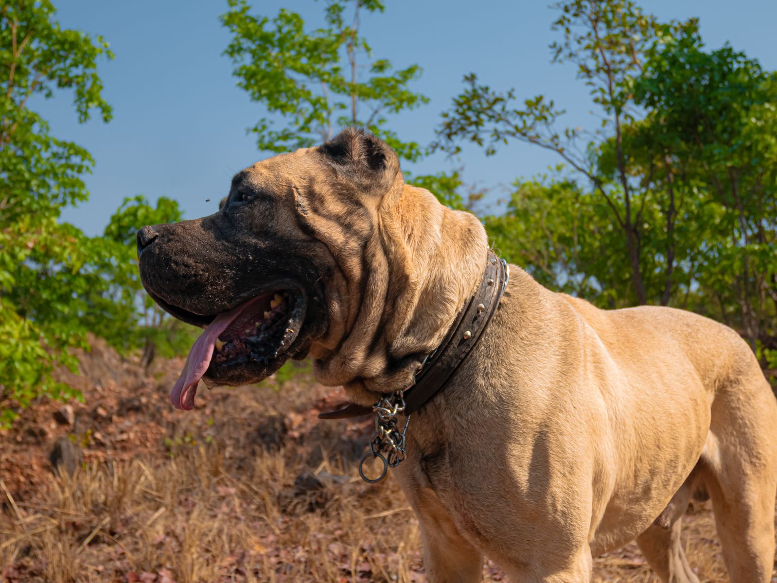 A large Mastiff dog standing outdoors, showcasing its powerful build and calm demeanor in a natural setting.