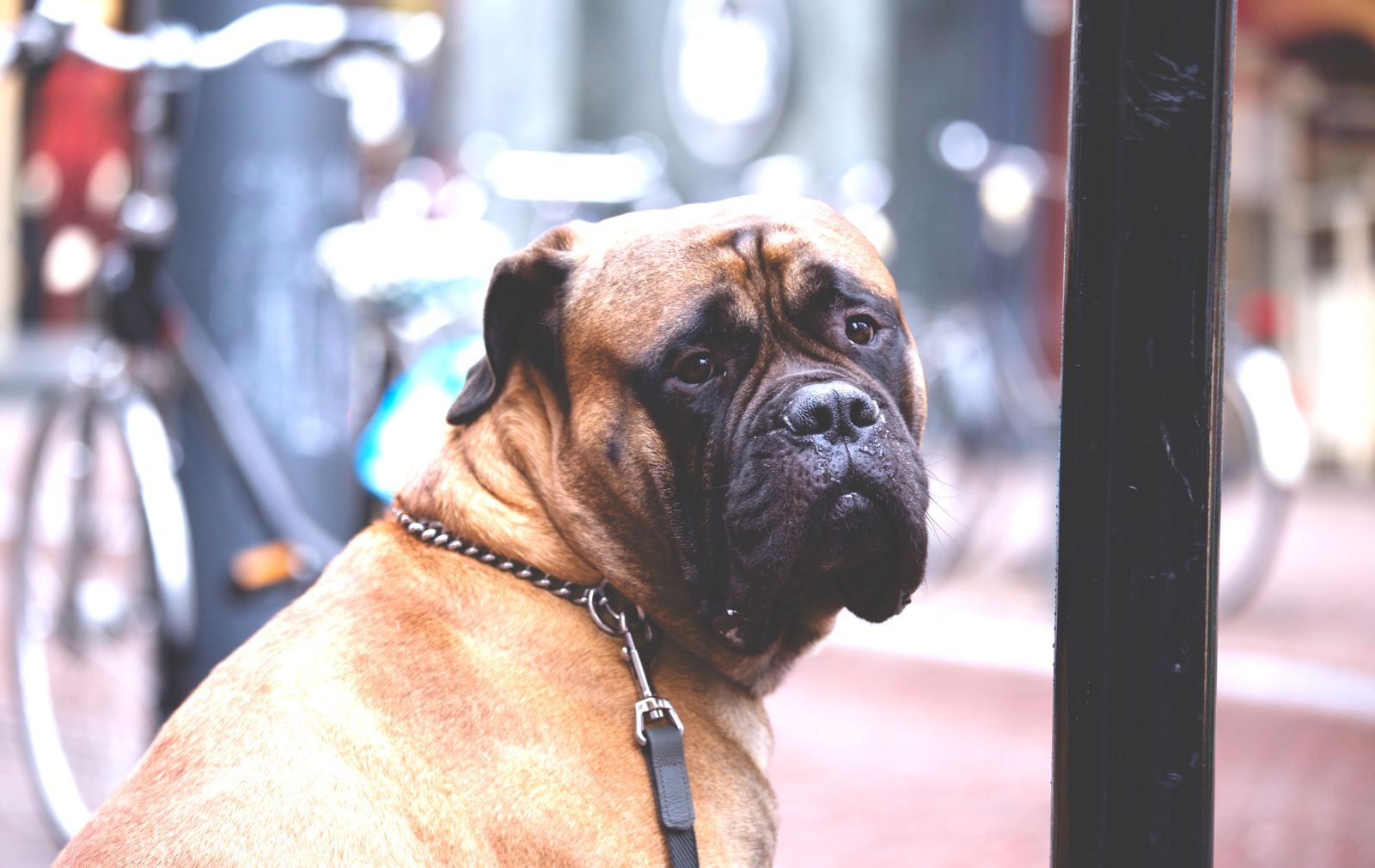 A Bullmastiff dog on a chain, sitting outdoors, providing a strong presence.