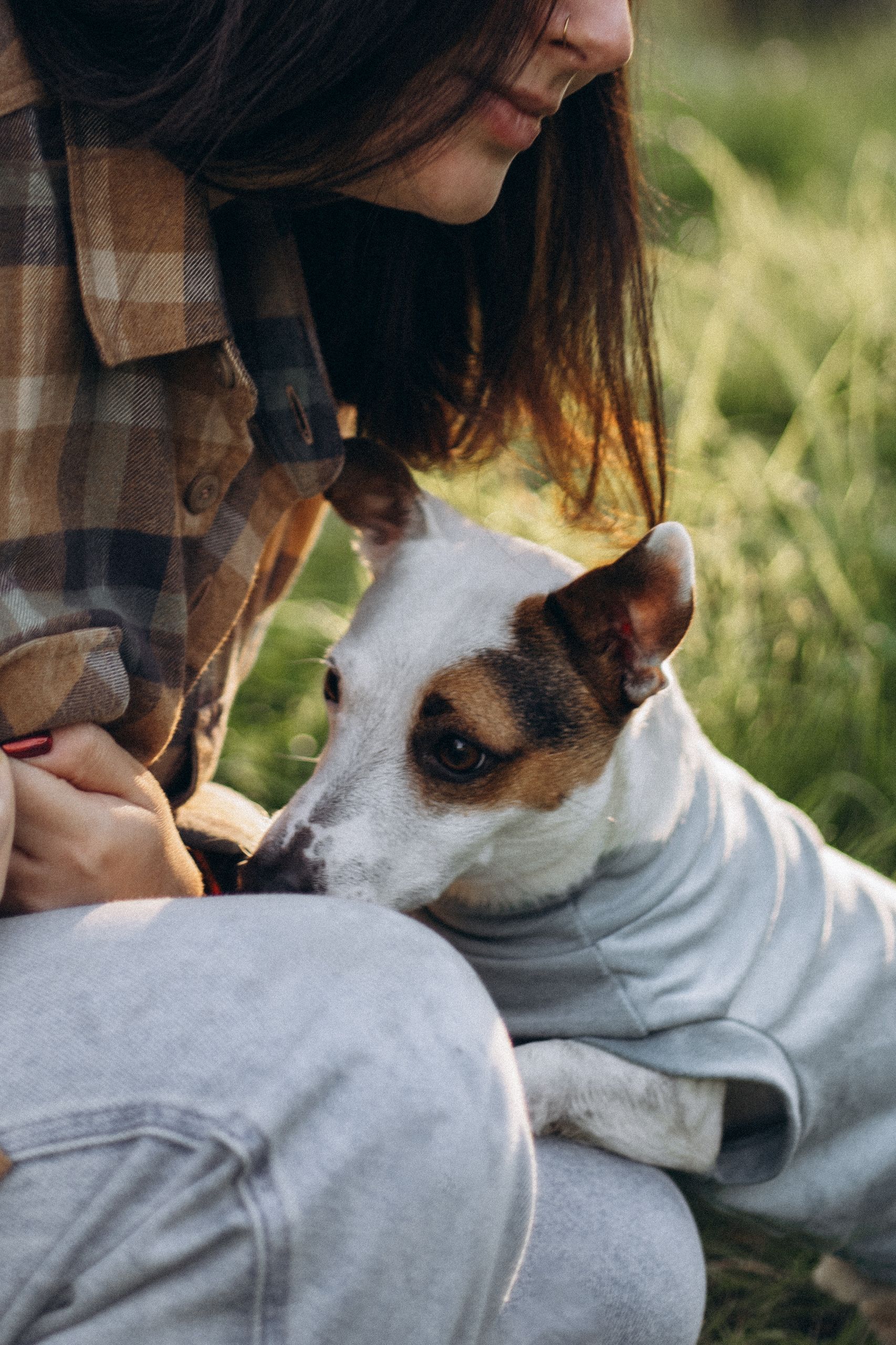 A Jack Russell Terrier cuddles with its owner outdoors on a sunny day, dressed in a cute sweater.
