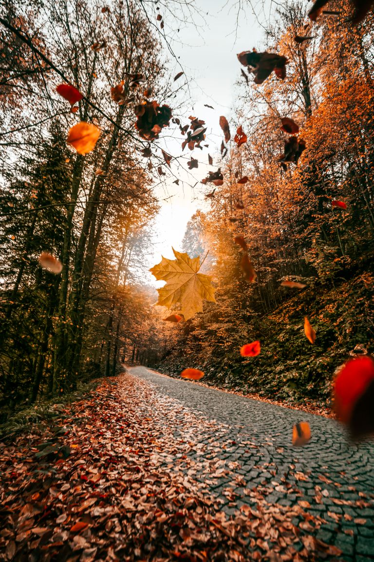 Explore a tranquil autumn forest scene featuring vibrant falling leaves along a deserted cobblestone road.