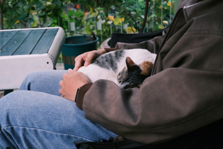 A calico cat sleeps on a person's lap.