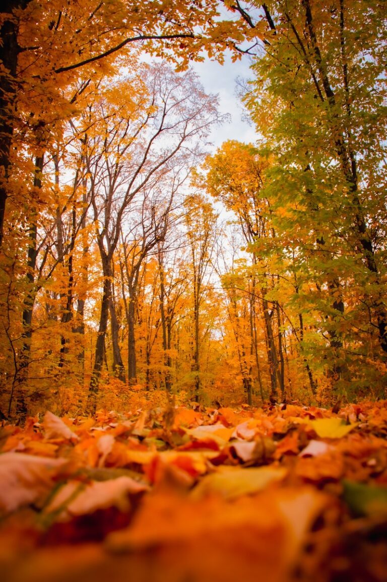 a forest filled with lots of yellow and orange leaves
