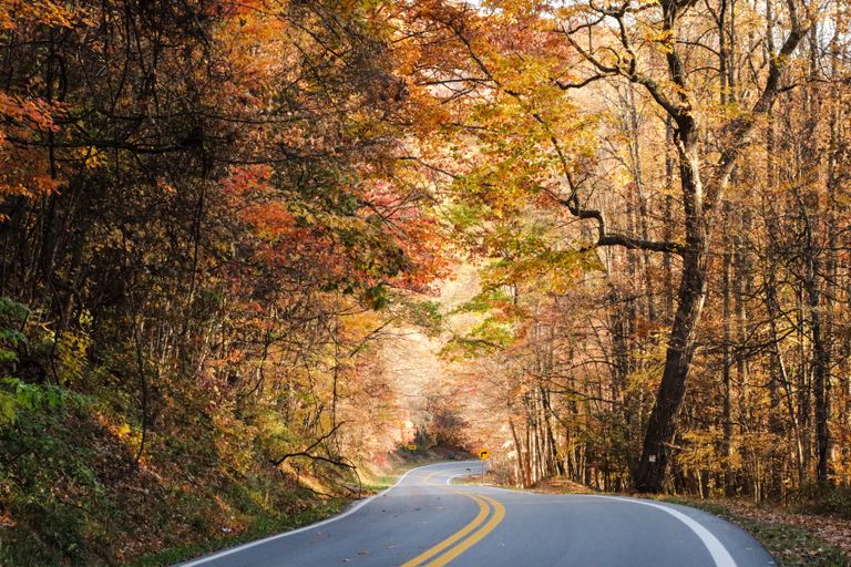 Beautiful winding road through a vibrant autumn forest with colorful leaves and serene atmosphere.