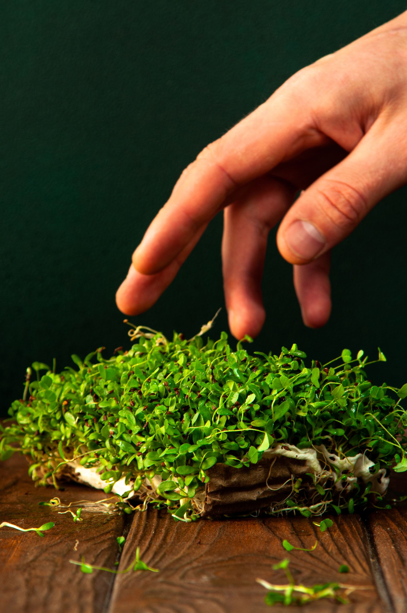 Close-up of a hand reaching towards vibrant microgreens on a black background.