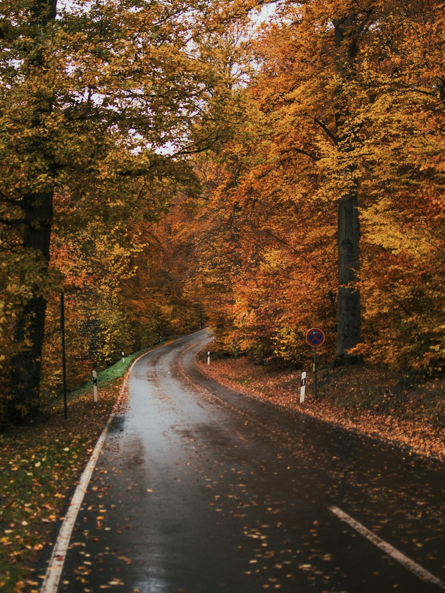 gray concrete road between trees during daytime