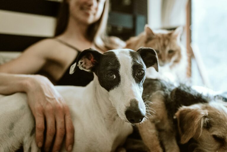 A person sitting with a black and white dog, a cat, and a terrier