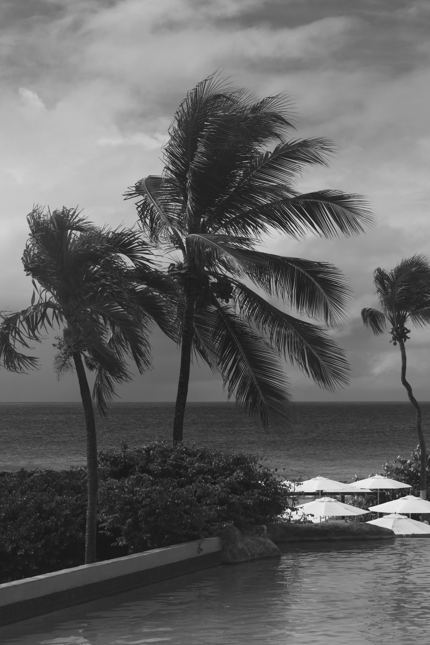 Stylish black and white image of palm trees by the ocean, creating a serene tropical vibe.