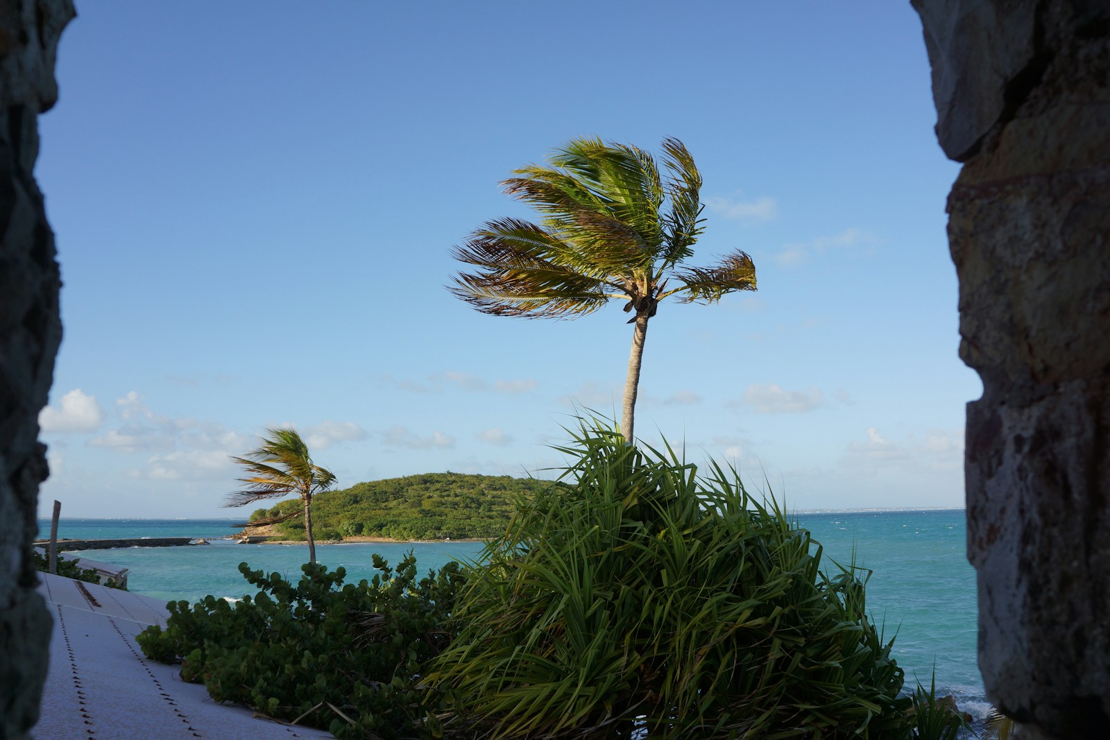 a palm tree blowing in the wind near the ocean