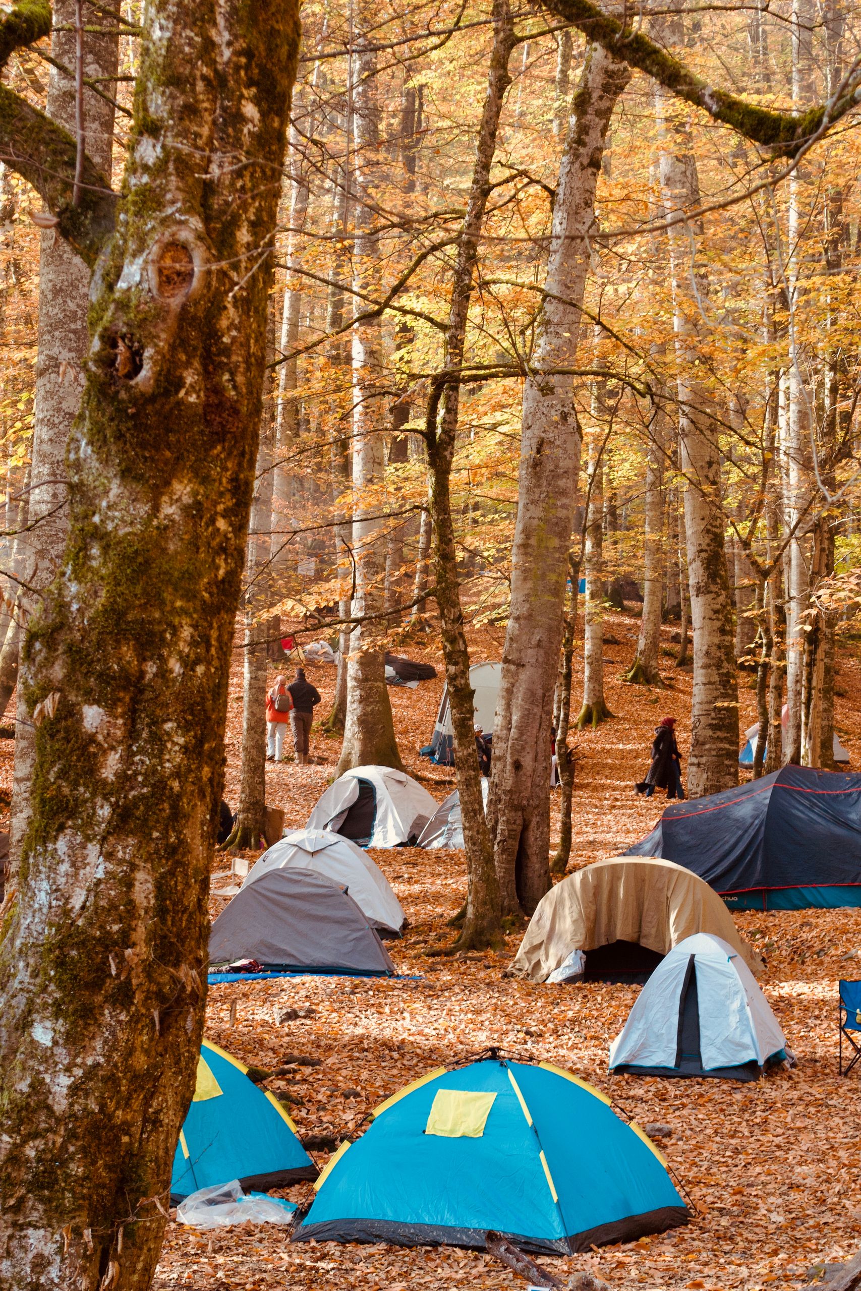 Vibrant autumn forest scene with tents and people camping, showcasing nature's beauty.