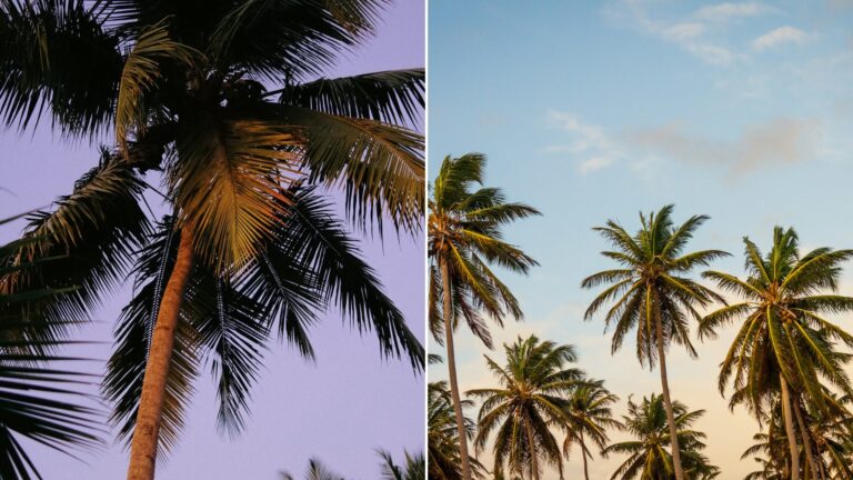 Left: cover still from an Instagram reel by @lydmf. Right: coconut palm trees under a cloudy sky (Unsplash photo by Thomas Lefebvre).