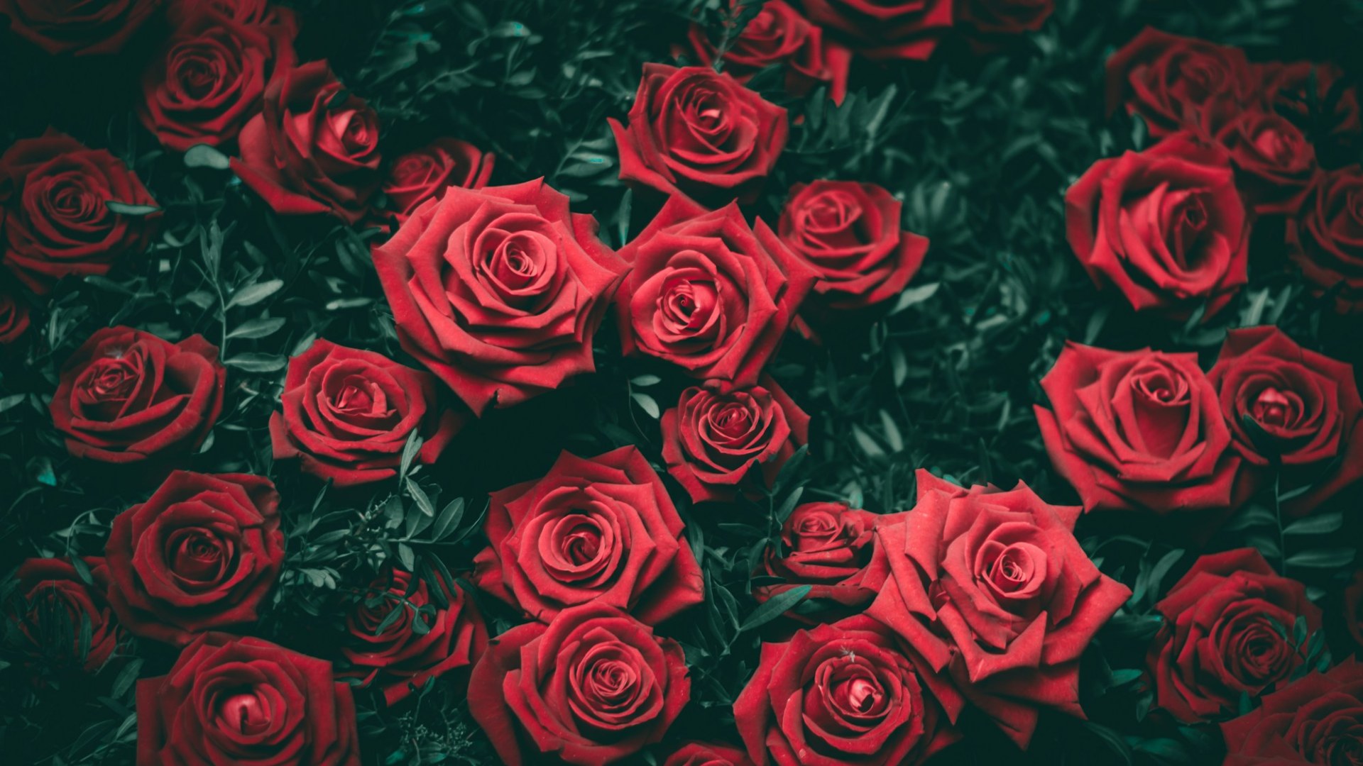 Red roses. Photo by Biel Morro on Unsplash.