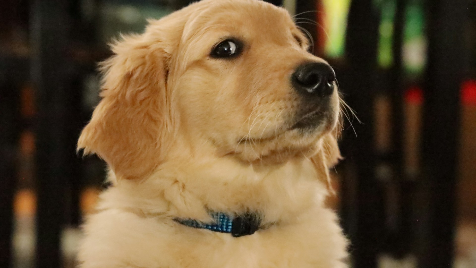 A golden retriever puppy with a blue collar. Photo by Richard Burlton on Unsplash.