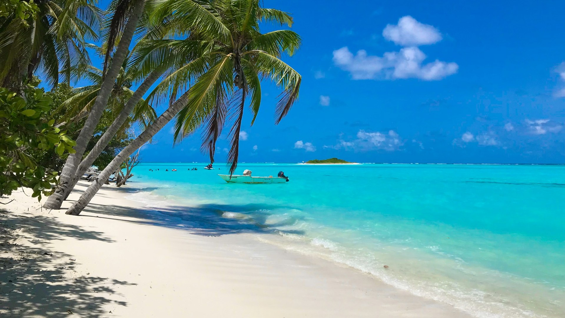 A palm tree on a white sand beach. Photo by Ittemaldiviano on Unsplash.