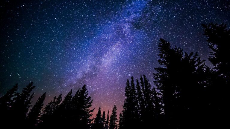 Trees against a purple night sky. Photo by Ryan Hutton on Unsplash.