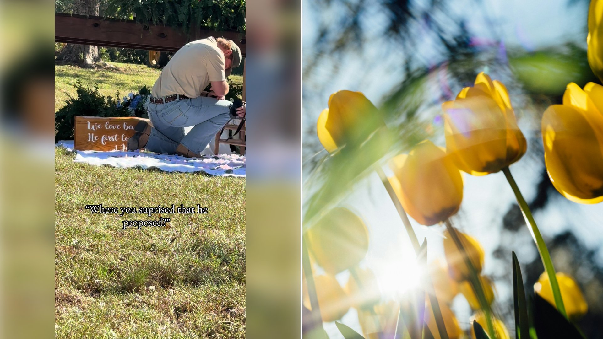 Left: cover still from a TikTok video by @payge.lewis. Right: Yellow tulips in bloom in daylight (Unsplash photo by Steven Weeks).