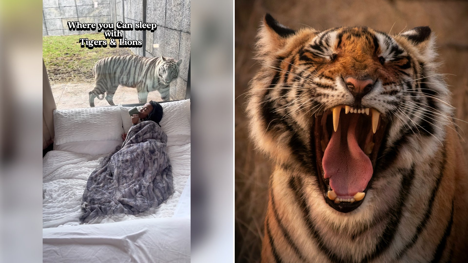 Left: cover still from an Instagram reel by @. Right: A tiger with its tongue showing (Unsplash photo by Kartik Iyer).